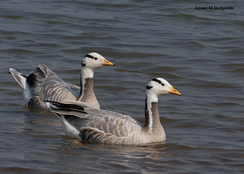 Bar-headed Goose