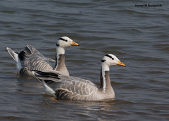 Bar-Headed Goose photo 5