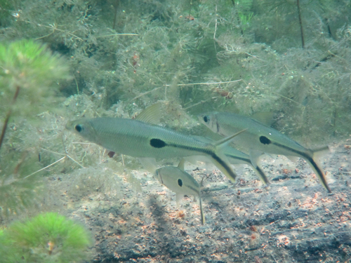 Halfline hemiodus (Hemiodus semitaeniatus) — Hemiodontidae
