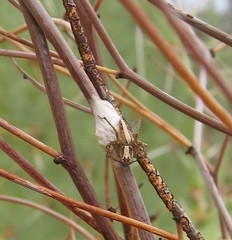 Oxyopes tridens