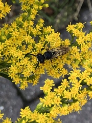 Philanthus triangulum