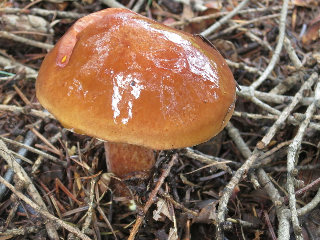 Suillus grevillei · August 2019 · photo: © repta (iNaturalist, cc-by)