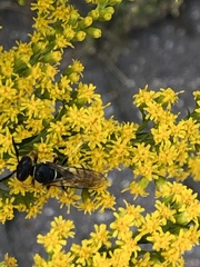 Philanthus triangulum