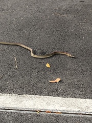 Oligodon octolineatus