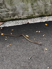 Oligodon octolineatus