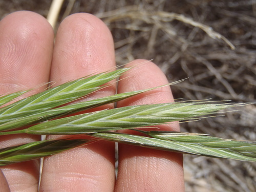 Bromus arizonicus, 2025-04-16