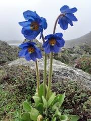 Meconopsis