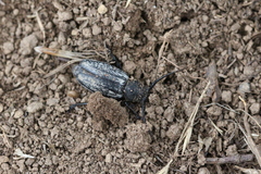 Dorcadion fuliginator