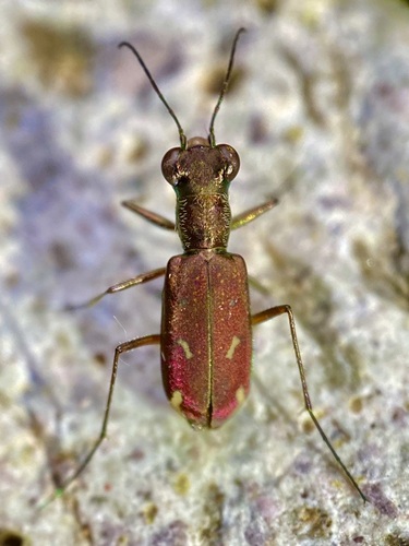 Sonoran Tiger Beetle photo 2