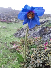 Meconopsis