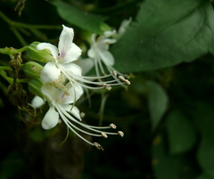 Clerodendrum paniculatum