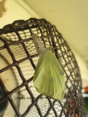 Pieris brassicae