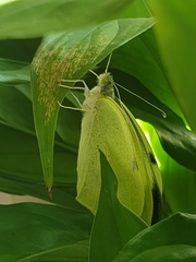 Pieris brassicae