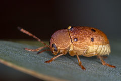Cadmus excrementarius