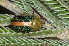 Calomela parilis