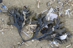 Fucus ceranoides