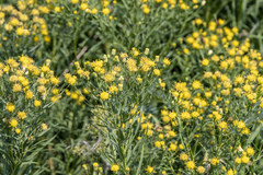 Galatella biflora