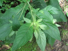 Carpesium macrocephalum