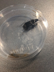 Pterostichus melanarius