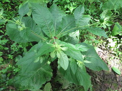 Carpesium macrocephalum