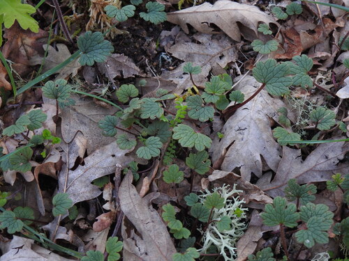 Ranunculus nigrescens, photograph 5
