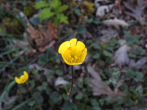 Ranunculus nigrescens, photograph 6