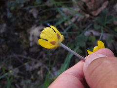 Ranunculus nigrescens, photograph (c) Duarte Frade, some rights reserved (CC BY)