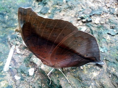 Doleschallia bisaltide pratipa