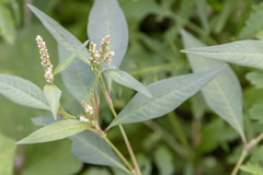 Persicaria tomentosa