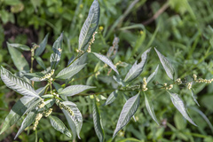 Persicaria tomentosa