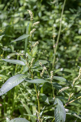 Persicaria tomentosa