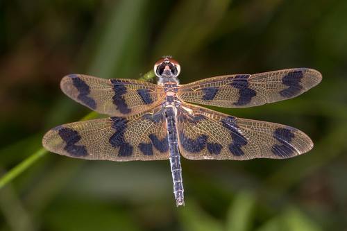 Graphic Flutterer photo 4
