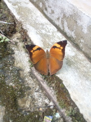 Doleschallia bisaltide pratipa