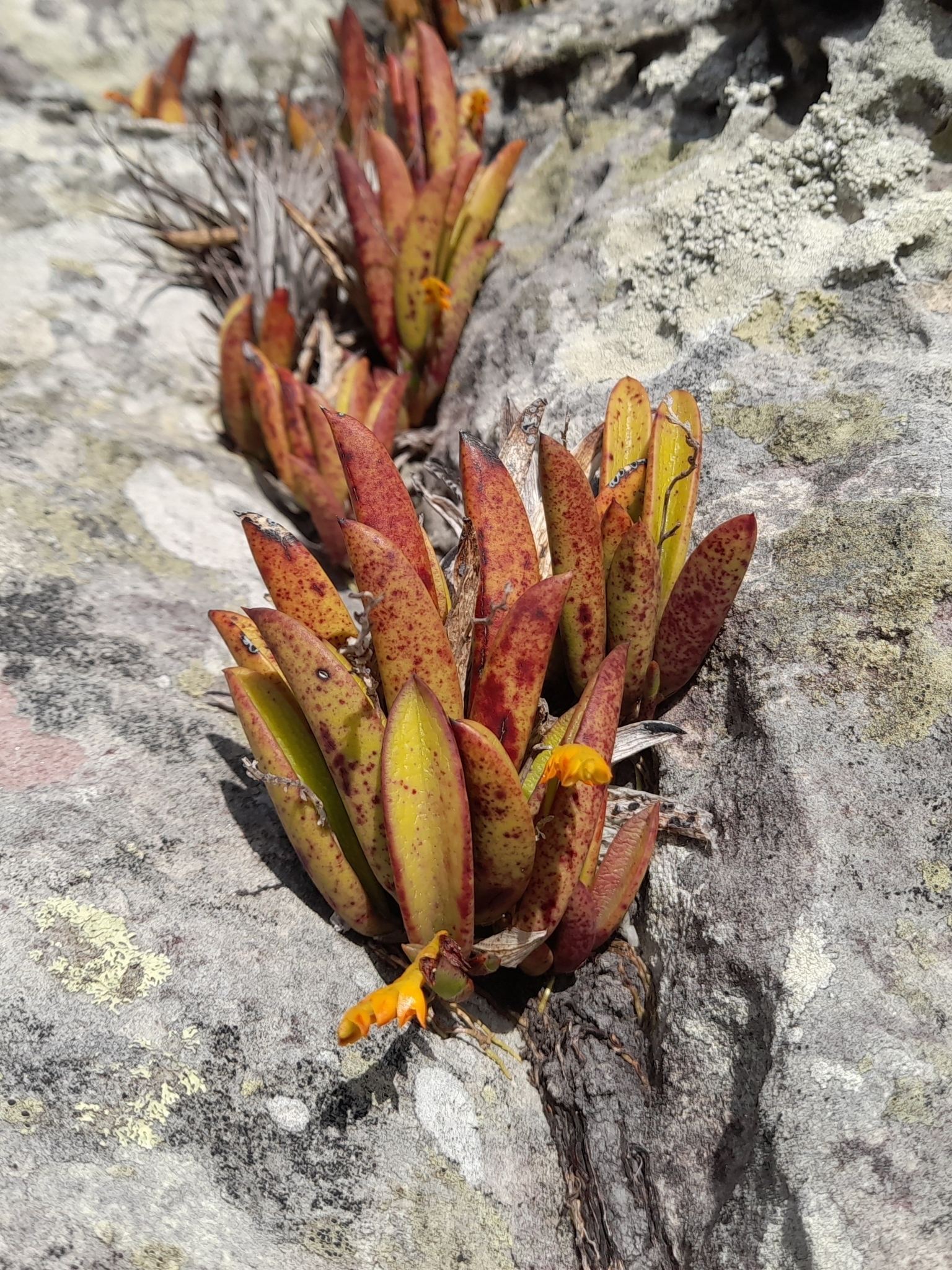 Acianthera ochreata
