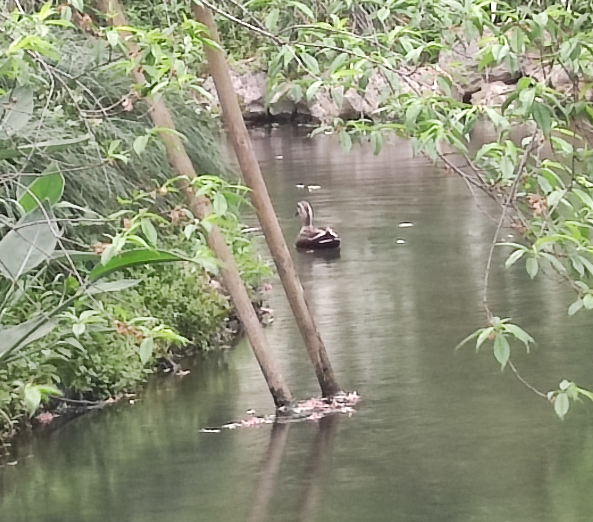 Eastern Spot-billed Duck