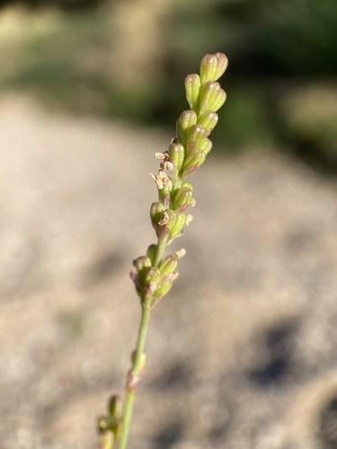 Image of Boerhavia wrightii by (c) Sue Carnahan, some rights reserved (CC BY)