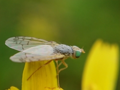 Acanthiophilus helianthi