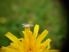 Acanthiophilus helianthi