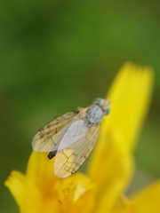 Acanthiophilus helianthi