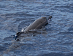 Steno bredanensis
