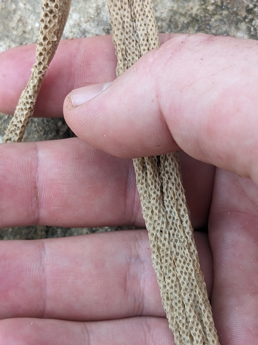 Arafura File Snake sighting