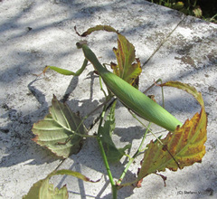 Mantis religiosa