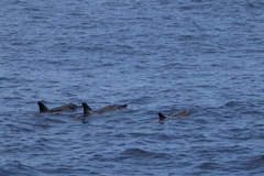 Steno bredanensis