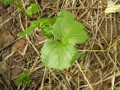 Parasenecio kamtschaticus