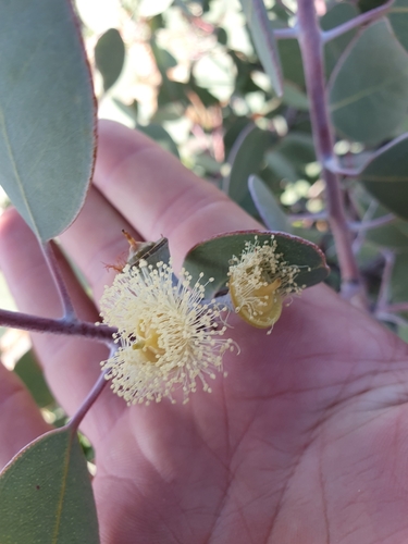 Eucalyptus minniritchi, photograph 2