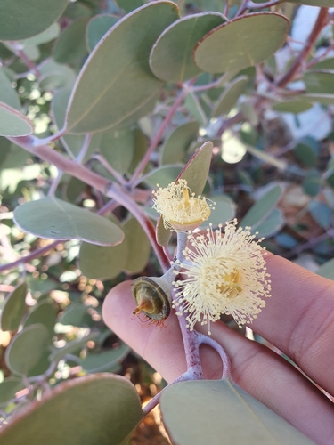 Eucalyptus minniritchi, photograph 3