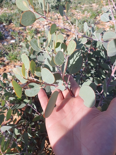 Eucalyptus minniritchi, photograph 4