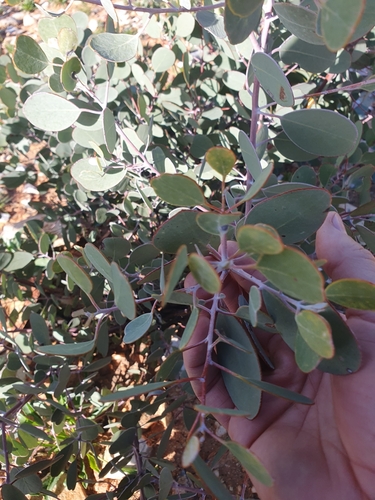 Eucalyptus minniritchi, photograph 5