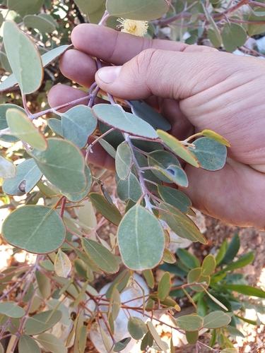 Image of Eucalyptus minniritchi by (c) maxark, some rights reserved (CC BY)