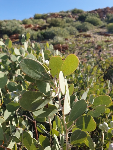 Image of Eucalyptus minniritchi by (c) maxark, some rights reserved (CC BY)
